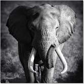 Elephant Power Wall Art in Black & White